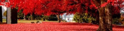 枫树品种：红枫的品种大全 让你更全面了解红枫