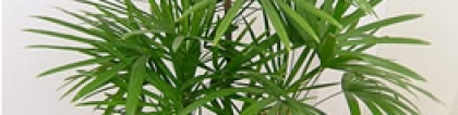 棕竹的养殖方法：棕竹的养殖方法