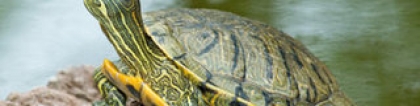 巴西龟冬眠时间：巴西龟冬眠时间是什么时候?关键时刻注意这些!