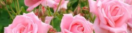 一生一世只爱你：19朵粉玫瑰 一生一世只爱你一个