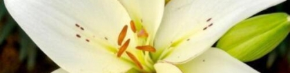 百合花的花语：百合花的花语和寓意是什么 送百合花送几朵好