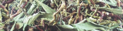 山蜜草：山蜜草的功效与作用 山蜜草的副作用