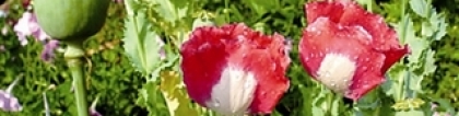 罂粟花的花语：罂粟花图片大全 罂粟花的花语及资料介绍